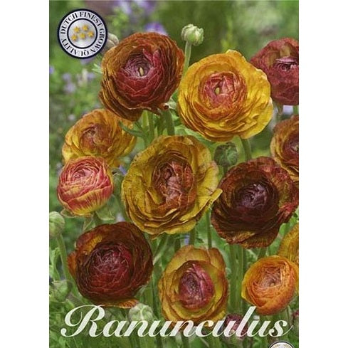 Bukettranunkel - Ranunculus asiaticus 'Cafe Picotee' 10-pakning